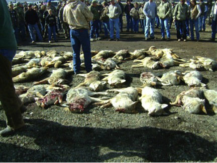 CA Adin CoyoteDrive photo dead coyotes (3).jpeg