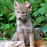 Help Ban Wildlife Killing Contests in CA ~ Your Voice Needed!