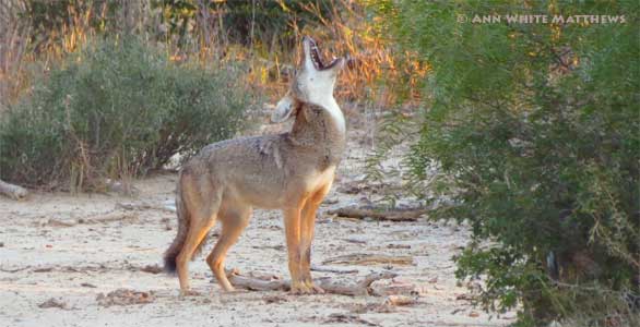 Ann-White-Matthews-1