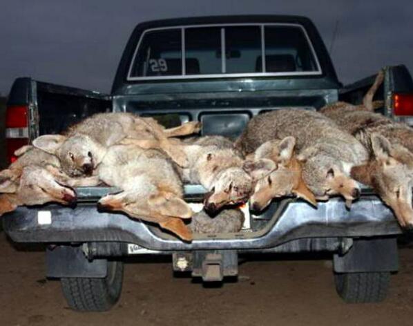 Cruelty_KillingContest_DeadCoyotes_California