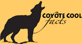 CoyoteCoolFacts_small 4