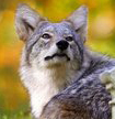 VR_Coyote 36-John Harrison