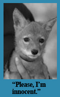 Coyote Pup