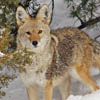 Coyote in snow for web 2 Coyote in snow for web 2