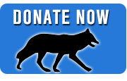 DONATE NOW button Defenders