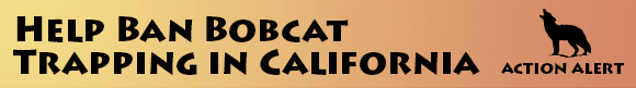 ban-bobcat-trapping-banner