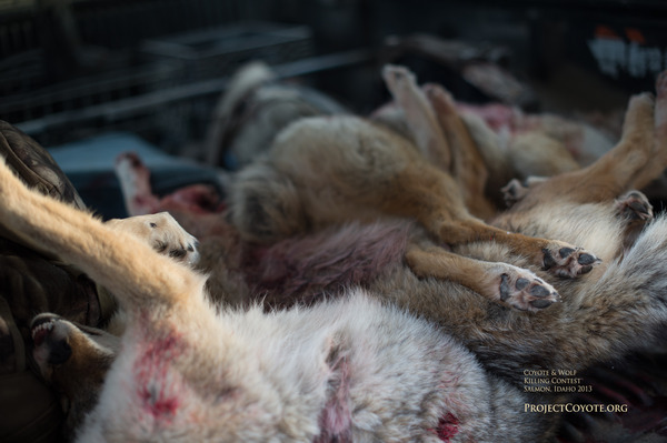 Coyote Wolf Holiday Killing Contest Salmon Idaho_copyright Project Coyote 