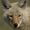 Coyote head shot for web Coyote head shot for web