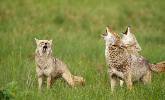 Coyote trio howling 2 Coyote trio howling 2
