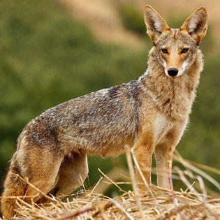 Coyote San Fran Janet Kessler 2 Coyote San Fran Janet Kessler 2