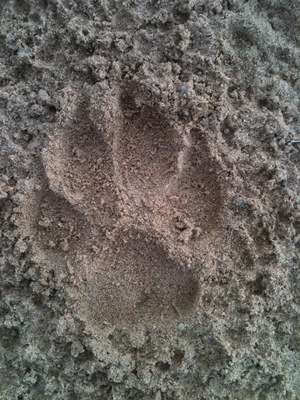 Coyote Track 2