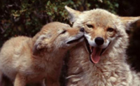 Coyotes Calabasas for Web 3
